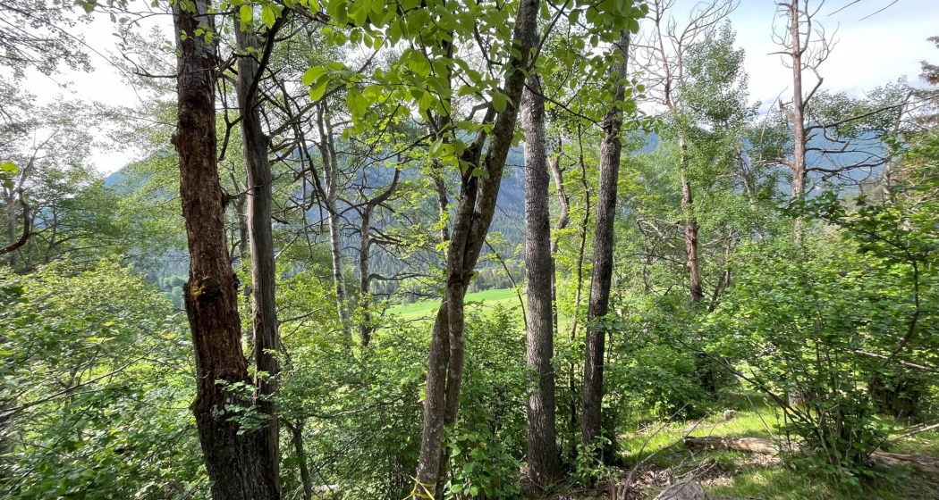 Vortrag: Die Holzkäfervielfalt im Parc Ela (nsp_img_a2e1ff9) Vortrag: Die Holzkäfervielfalt im Parc Ela (nsp_img_a2e1ff9)