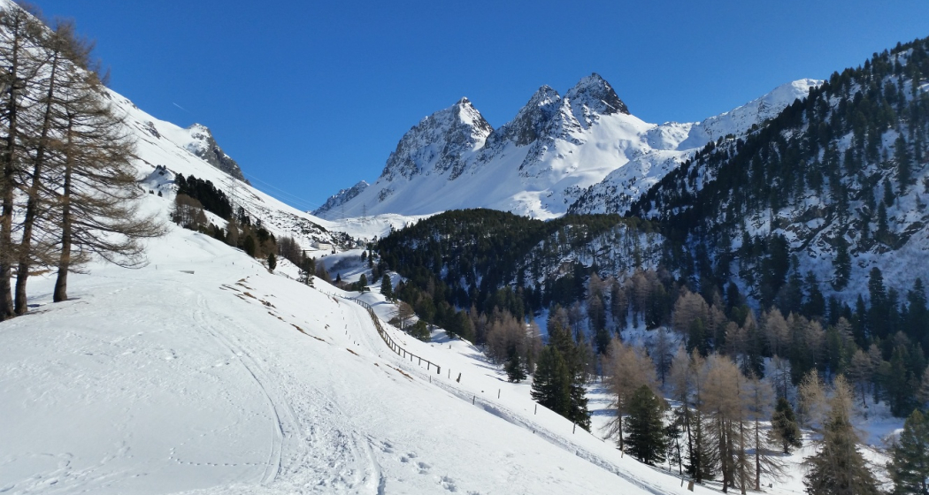 528 Schneeschuhtrail Palpuogna (oua_25543672_image) 528 Schneeschuhtrail Palpuogna (oua_25543672_image)