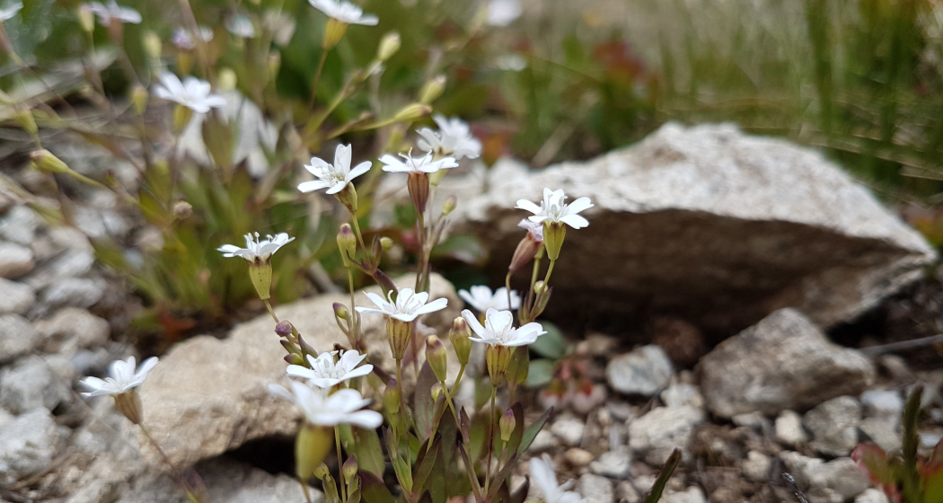 Kesch-Trek - Viertägige Hüttentour (4 Etappen) (oua_57062115_image) Kesch-Trek - Viertägige Hüttentour (4 Etappen) (oua_57062115_image)