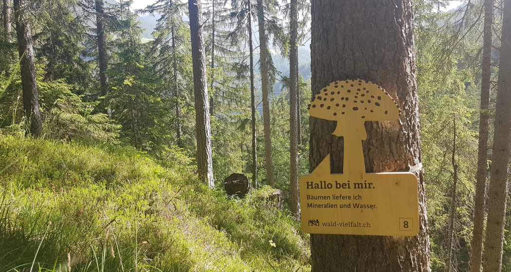 Wald-Vielfalt-Pfad (oua_63205304_image) Wald-Vielfalt-Pfad (oua_63205304_image)