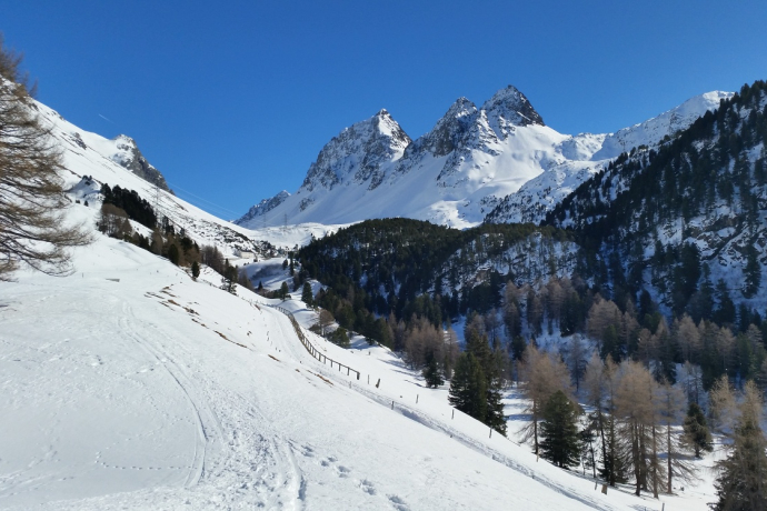 528 Schneeschuhtrail Palpuogna (oua_25543672_image) 528 Schneeschuhtrail Palpuogna (oua_25543672_image)