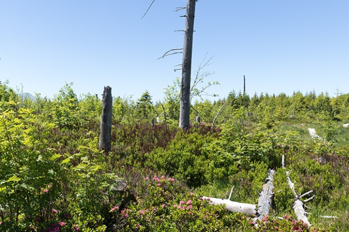 Natura Trail - Parc Ela 2