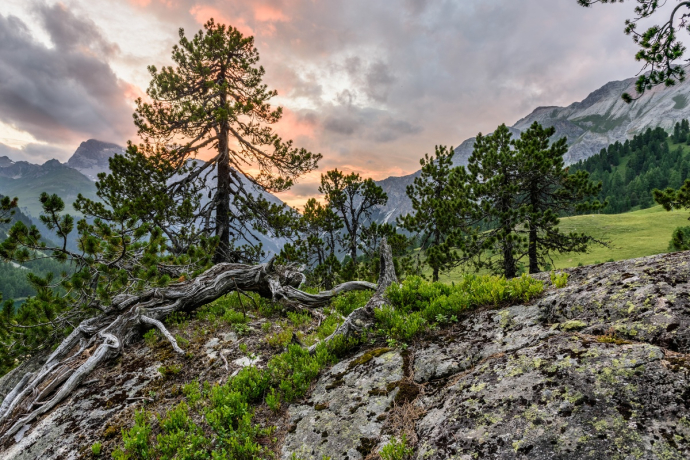 Naturwald Crap Alv - Ervedi