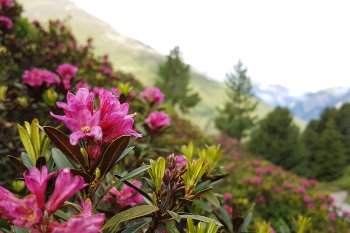alpenroses