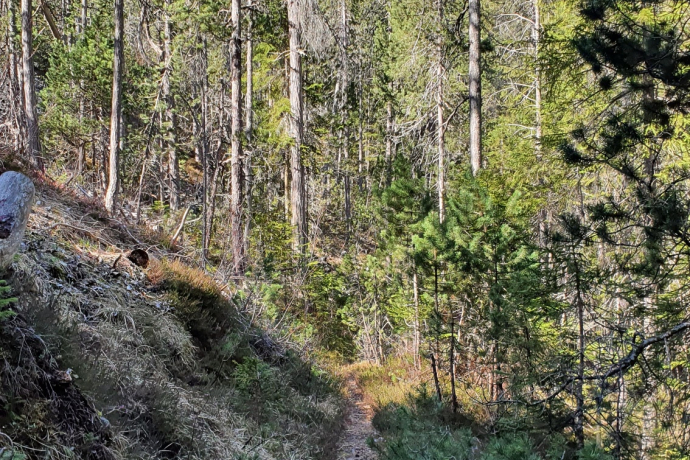 Trailrun leicht - Landwasserviadukt - Filisur (oua_70372895_image)