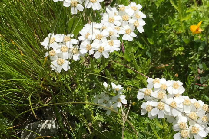 Iva - Achillea Moschata - Musk Yarrow
