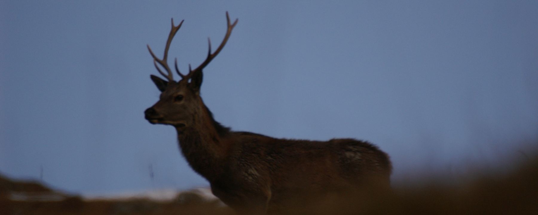 Hirsch
