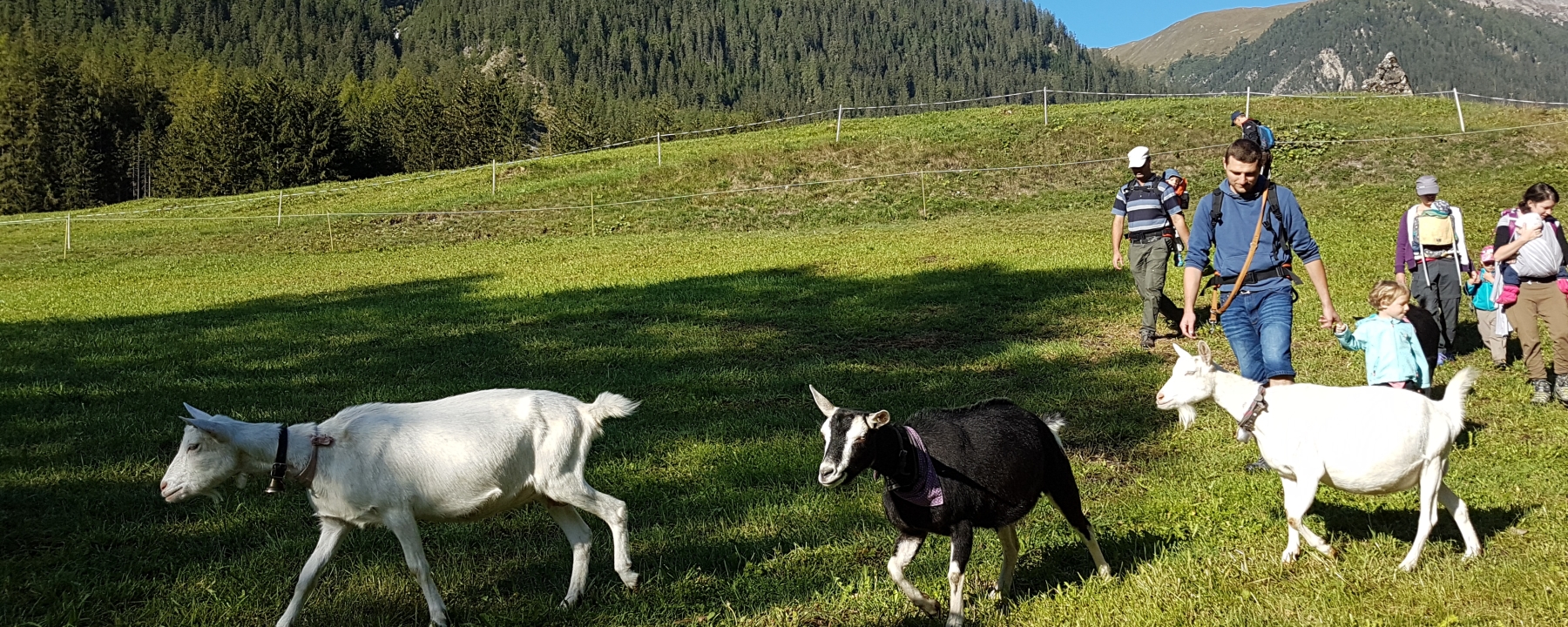 Geissenspaziergang