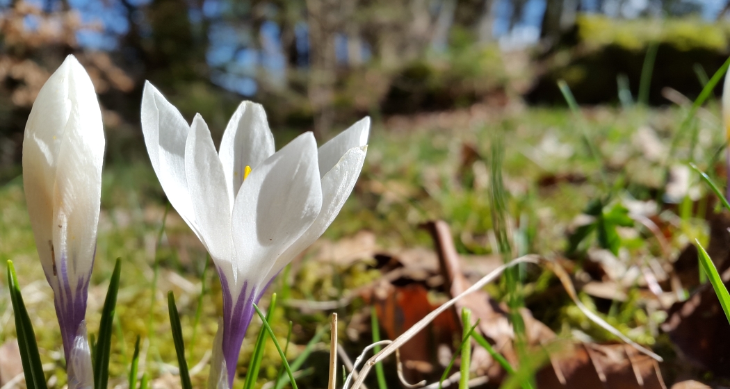 Krokus