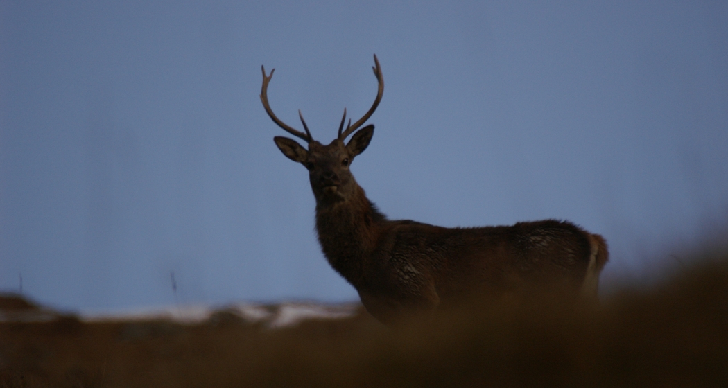 Hirsch in der Dämmerung Hirsch in der Dämmerung