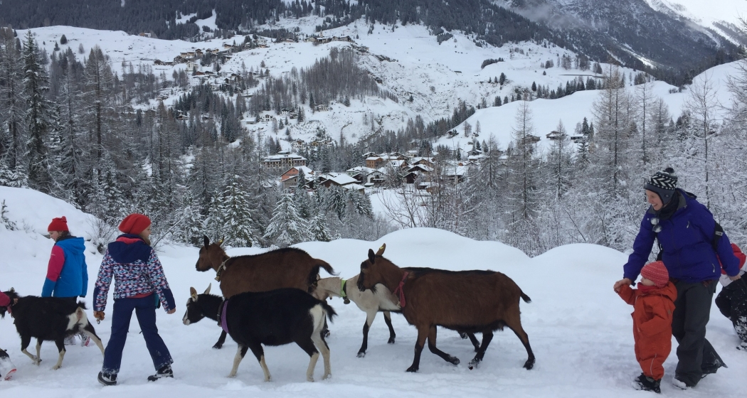 Geissenspaziergang Geissenspaziergang