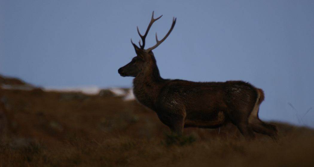Hirsch in der Abenddämmerung Hirsch