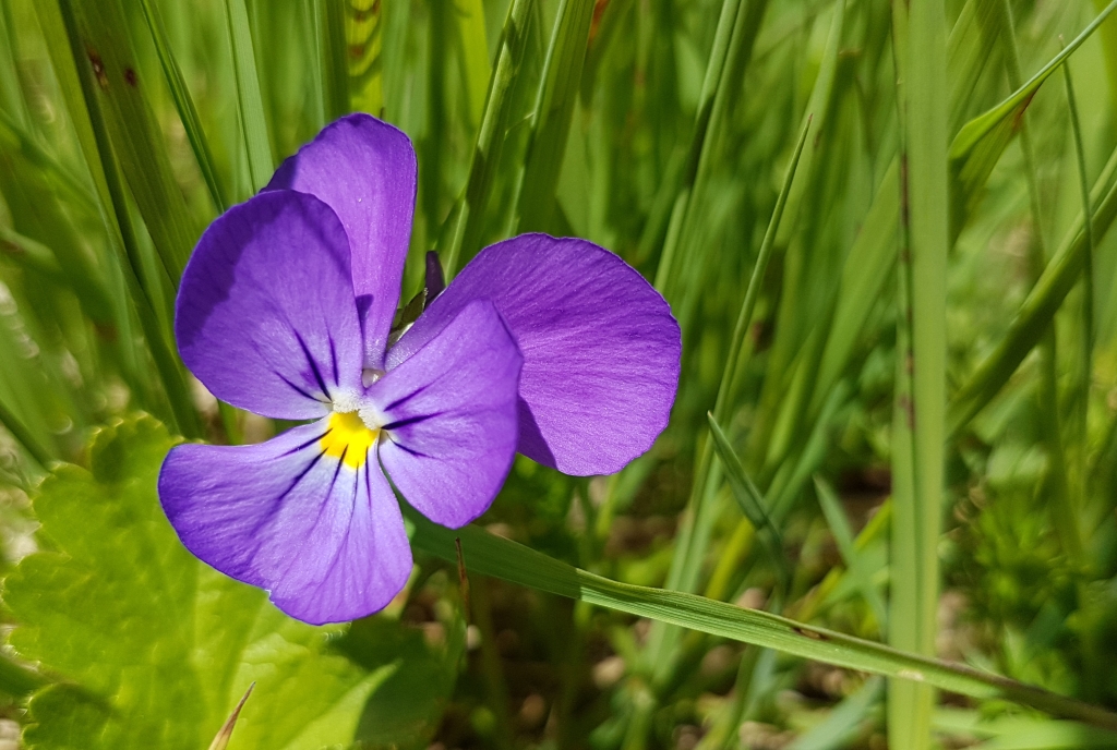Blume
