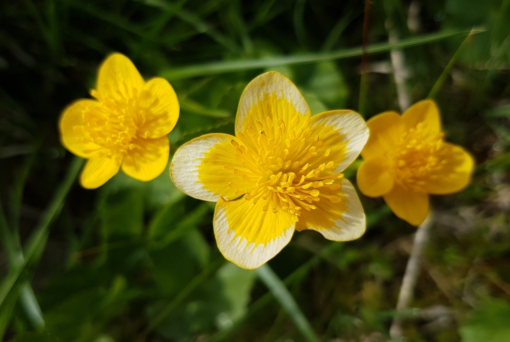 Blume