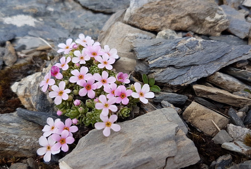 Blume