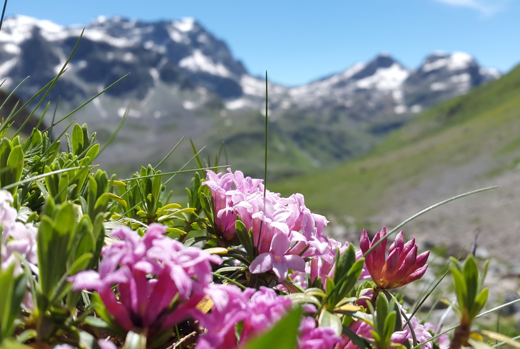 Alpenrosen