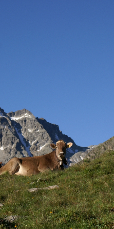 Kühe