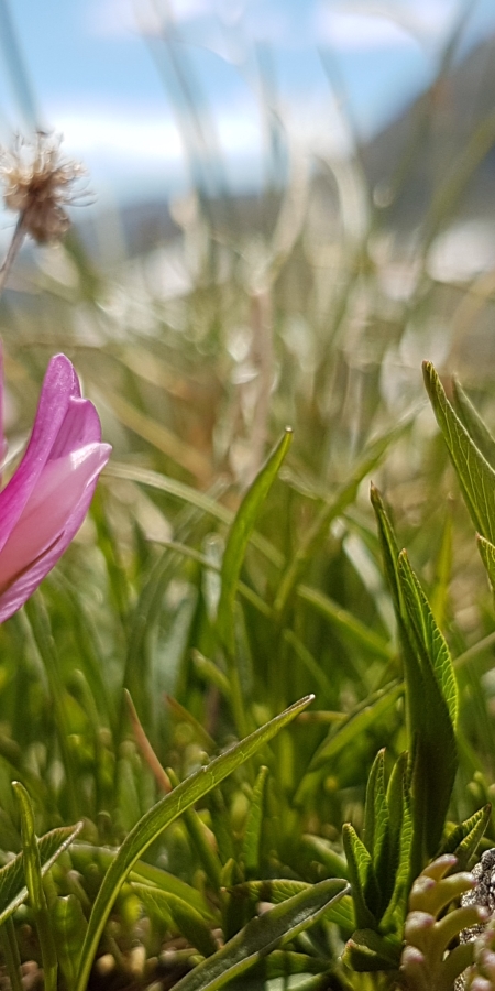 Blume
