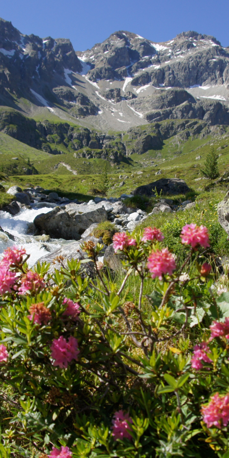 Bergsommer Bergbach