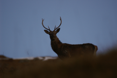 Hirsch in der Abenddämmerung Hirsch