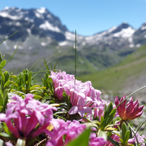 Alpenrosen