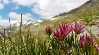 Blume