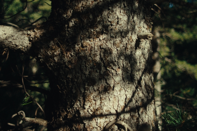 Bergün Baum (Copyright: Graubünden Ferien)