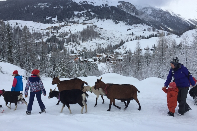 Geissenspaziergang Geissenspaziergang