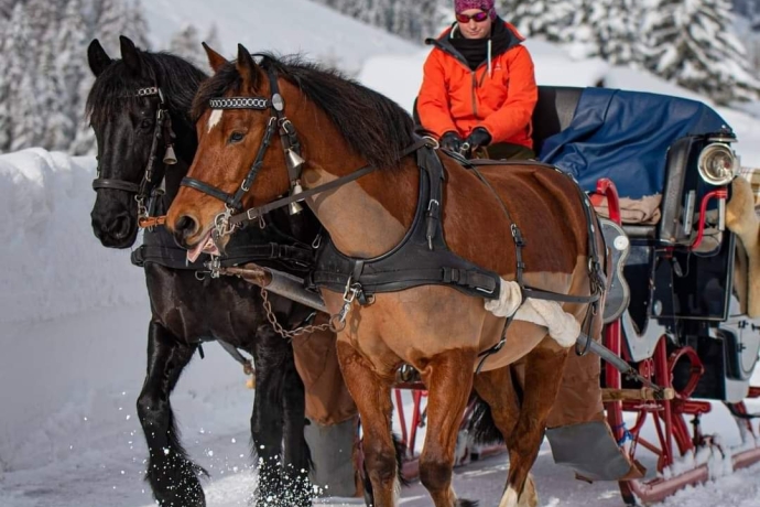 Pferde-Kutschenfahrt Bergün Pferde-Kutschenfahrt Bergün