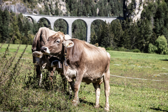 Landwasserviadukt mit Kühen Landwasserviadukt Erlebniswelt Landwirtschaft