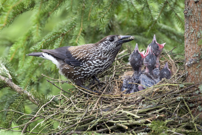 Tannenhähernest Tannenhäher im Nest